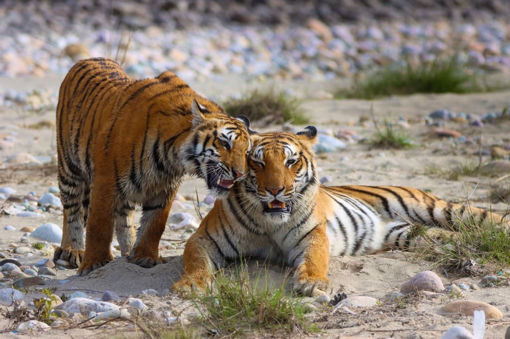 Why I Built Wild Vanya: The Problem with Wildlife Tourism Discovery in India — wildlife photography article cover
