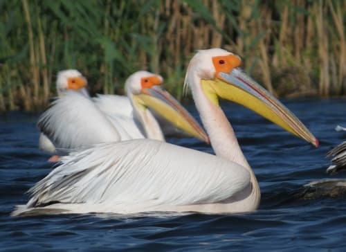 Great White Pelican (Pelecanus onocrotalus) — wildlife photography in India