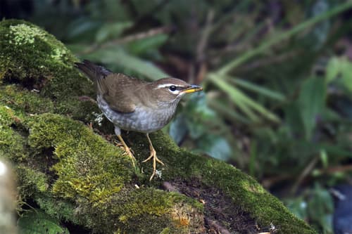 Grey-Sided Thrush (Turdus feae) — wildlife photography in India