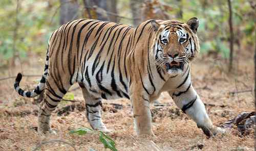 Bengal Tiger