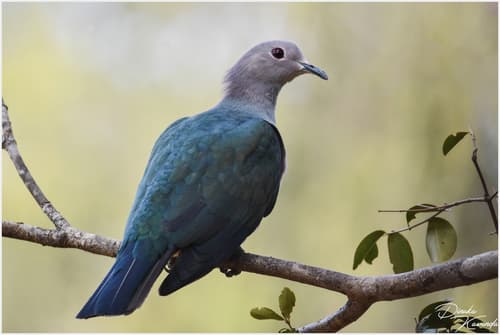 Green Imperial Pigeon (Ducula aenea) — wildlife photography in India