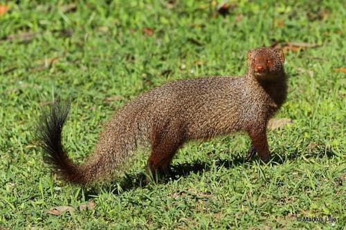 Ruddy Mongoose (Herpestes smithii) — wildlife photography in India