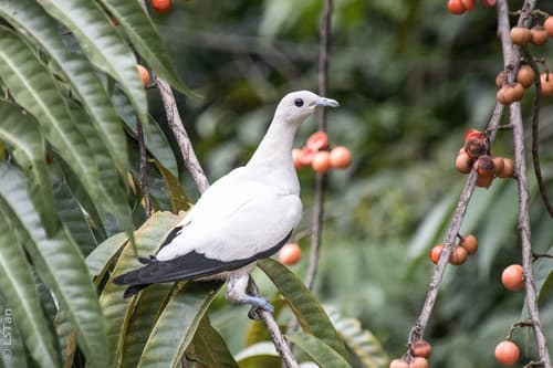 Pied Imperial Pigeon (Ducula bicolor) — wildlife photography in India