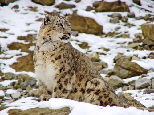 Snow Leopard