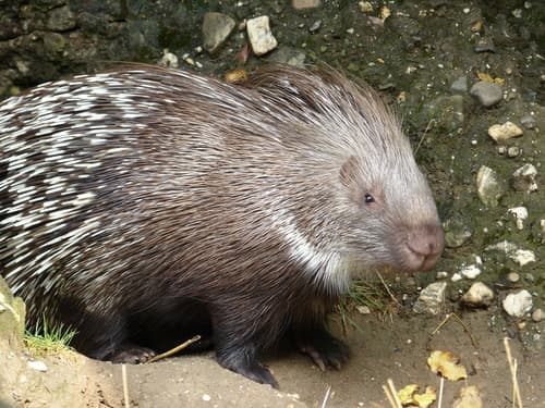 Indian Crested Porcupine (Hystrix indica) — wildlife photography in India