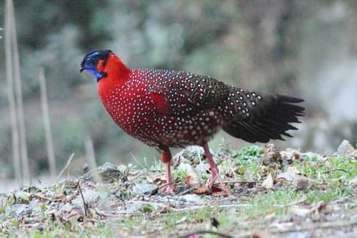 Satyr Tragopan (Tragopan satyra) — wildlife photography in India