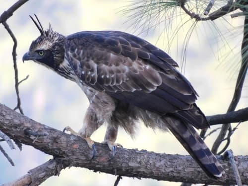 Mountain Hawk-Eagle (Nisaetus nipalensis) — wildlife photography in India