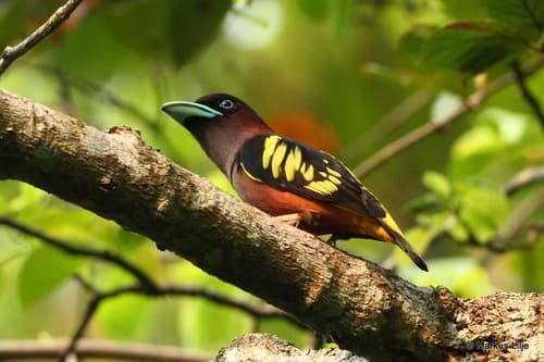 Banded Broadbill (Eurylaimus javanicus) — wildlife photography in India