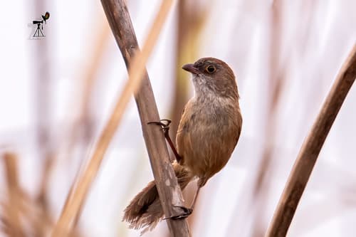 Jerdon's Babbler (Chrysomma altirostre) — wildlife photography in India