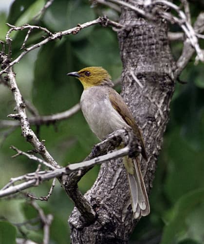 Yellow-Throated Bulbul (Pycnonotus xantholaemus) — wildlife photography in India