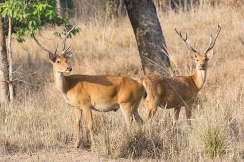 Barasingha (Swamp Deer) (Rucervus duvaucelii) — wildlife photography in India