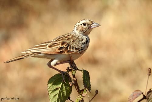 Indian Bushlark