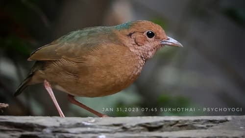 Blue-Naped Pitta (Pitta nipalensis) — wildlife photography in India