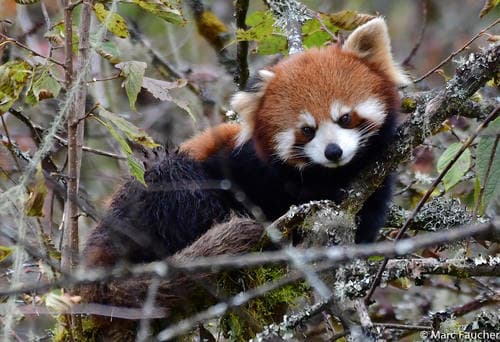 Red Panda