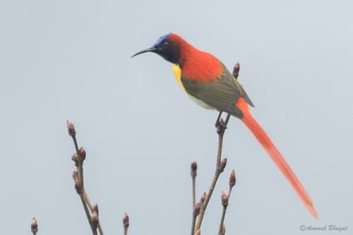 Fire-Tailed Sunbird (Aethopyga ignicauda) — wildlife photography in India