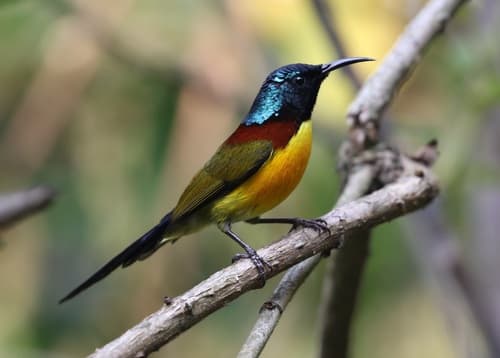 Green-Tailed Sunbird (Aethopyga nipalensis) — wildlife photography in India