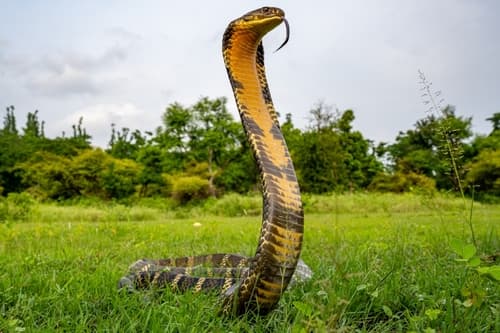 King Cobra