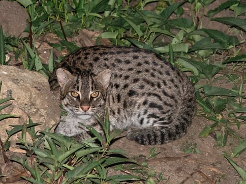 Fishing Cat