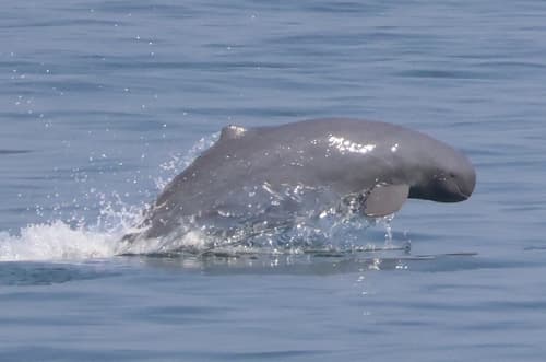 Irrawaddy Dolphin