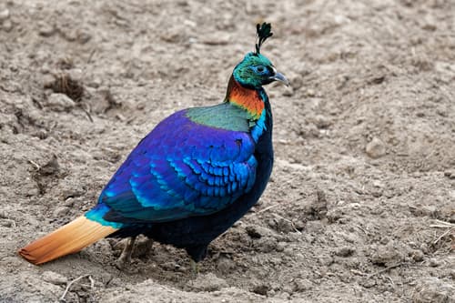 Himalayan Monal