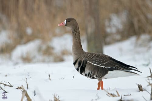 Greater White-Fronted Goose (Anser albifrons) — wildlife photography in India
