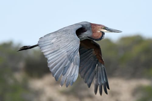Goliath Heron (Ardea goliath) — wildlife photography in India