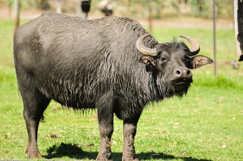 Wild Water Buffalo