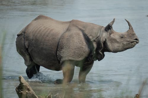 Indian Rhinoceros (Rhinoceros unicornis) — wildlife photography in India
