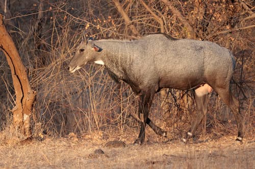 Nilgai (Blue Bull) (Boselaphus tragocamelus) — wildlife photography in India
