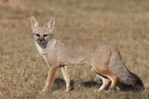 Indian Fox
