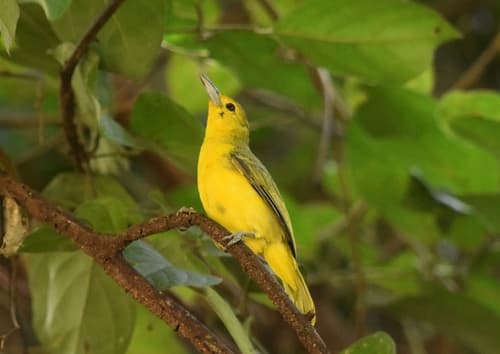 Great Iora (Aegithina lafresnayei) — wildlife photography in India