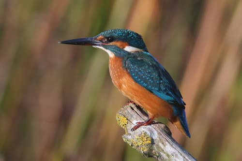 Common Kingfisher (Alcedo atthis) — wildlife photography in India