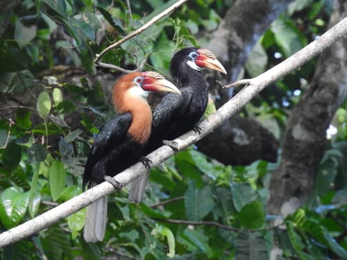 Narcondam Hornbill (Rhyticeros narcondami) — wildlife photography in India