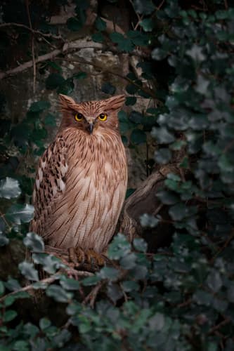 Brown Fish Owl