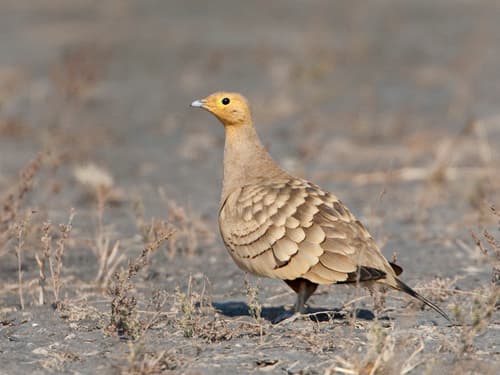 Chestnut-Bellied Sandgrouse (Pterocles exustus) — wildlife photography in India