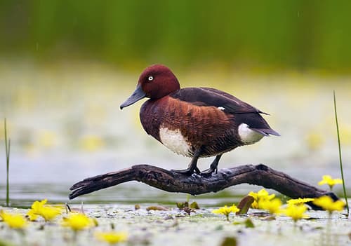 Ferruginous Duck (Aythya nyroca) — wildlife photography in India