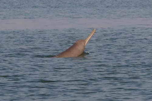 Gangetic River Dolphin (Platanista gangetica) — wildlife photography in India