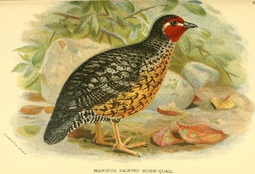 Manipur Bush Quail (Perdicula manipurensis) — wildlife photography in India