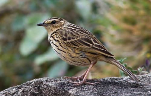 Nilgiri Pipit