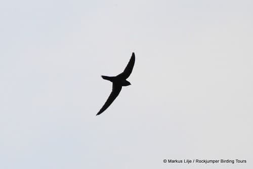Dark-Rumped Swift