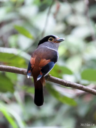 Silver-Breasted Broadbill (Serilophus lunatus) — wildlife photography in India