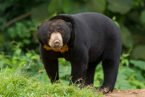 Sun Bear (Helarctos malayanus) — wildlife photography in India