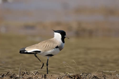 River Lapwing (Vanellus duvaucelii) — wildlife photography in India