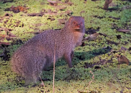 Indian Grey Mongoose (Herpestes edwardsii) — wildlife photography in India