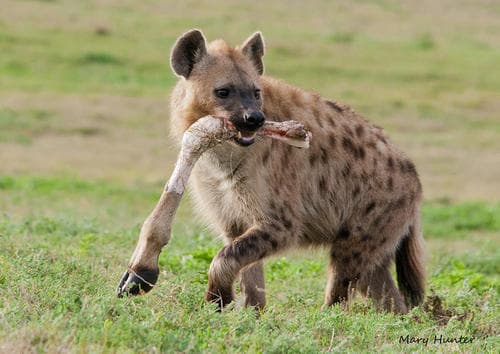 Striped Hyena