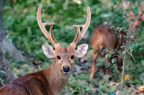 Hog Deer