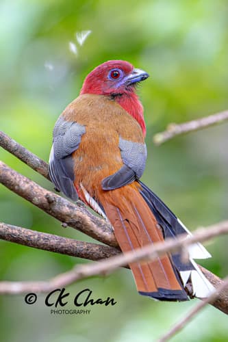 Red-Headed Trogon (Harpactes erythrocephalus) — wildlife photography in India
