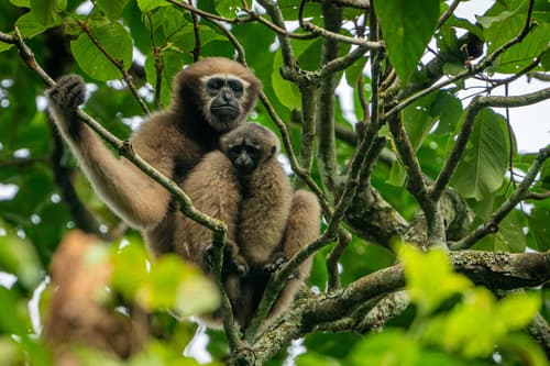 Western Hoolock Gibbon (Hoolock hoolock) — wildlife photography in India
