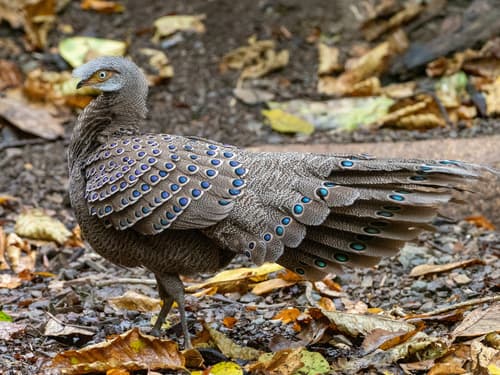 Grey Peacock-Pheasant (Polyplectron bicalcaratum) — wildlife photography in India