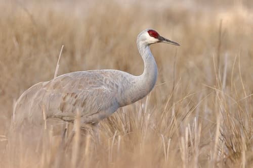 Sarus Crane
